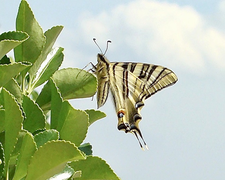 scarce swallowtail